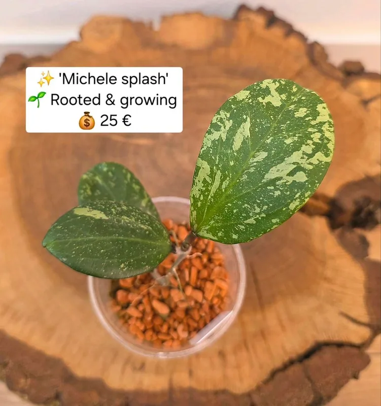 Hoya 'Michele' Splash, Bewurzelte Pflanze