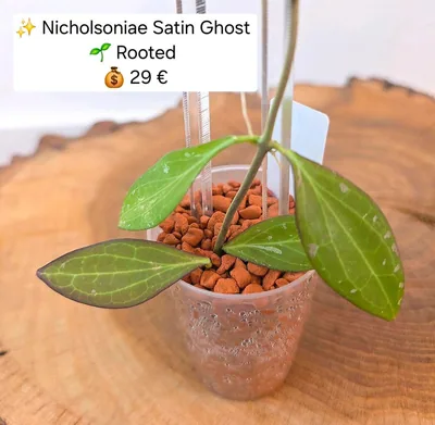 Hoya nicholsoniae Satin Ghost, Bewurzelte Pflanze