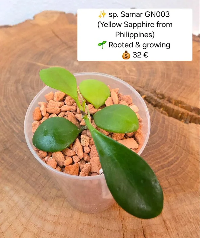 Hoya sp. Samar GN003 (Yellow Sapphire From Philippines), Bewurzelte Pflanze