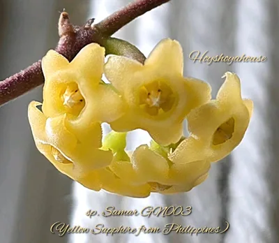 Hoya sp. Samar GN003 (Yellow Sapphire From Philippines), Bewurzelte Pflanze