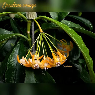 Hoya occultata Splash Orange, Steckling