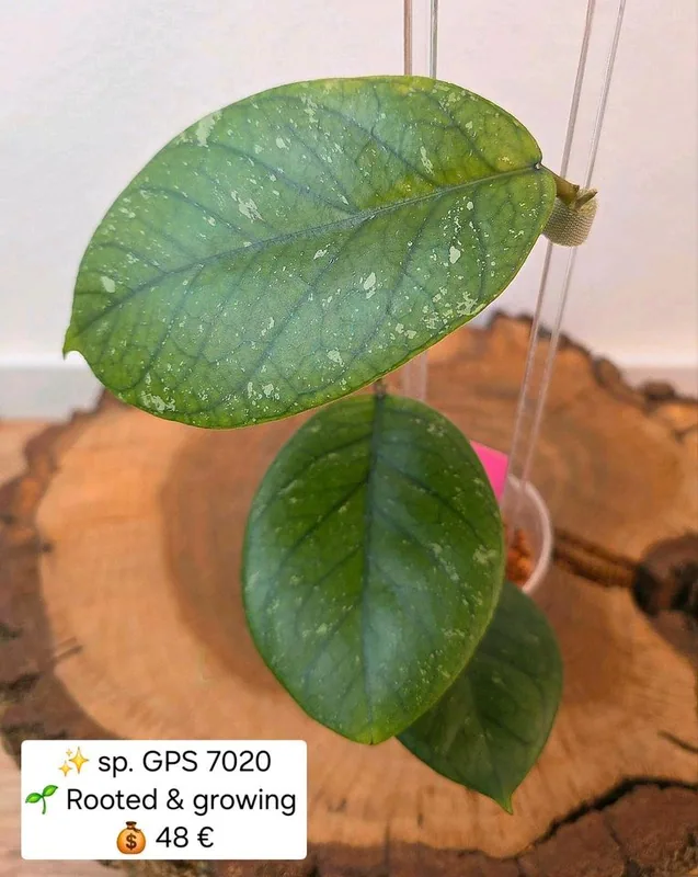 Hoya sp. GPS 7020, Bewurzelte Pflanze