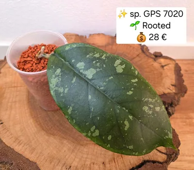 Hoya sp. GPS 7020, Bewurzelte Pflanze
