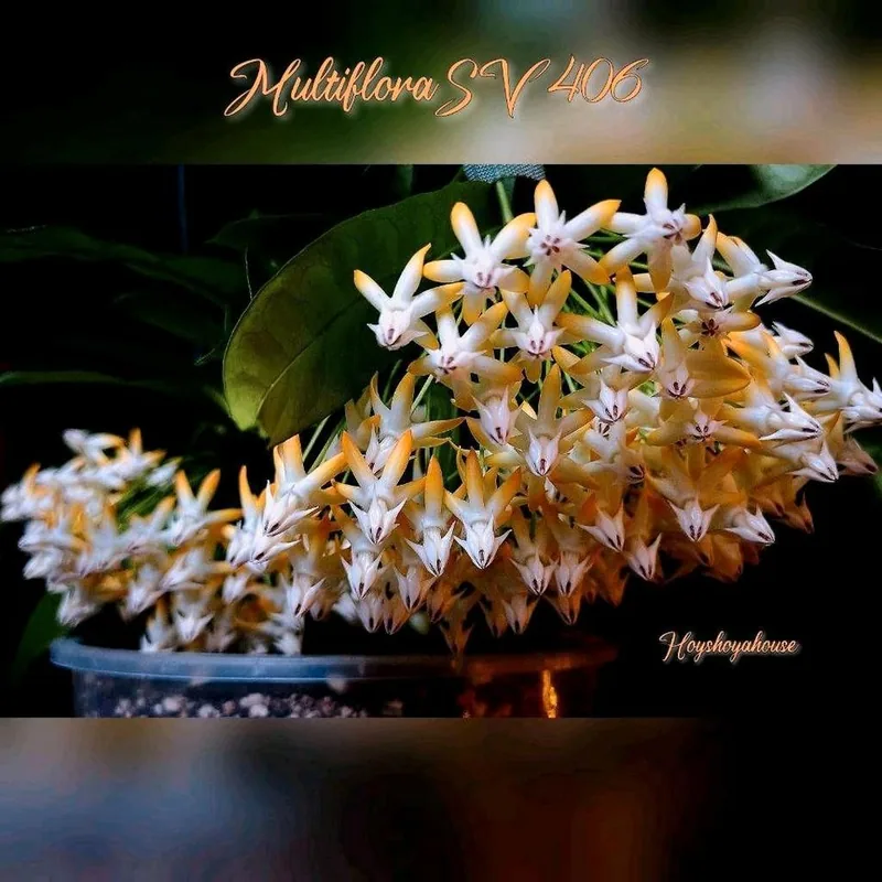 Hoya multiflora SV 406 (Orange Flower), Steckling
