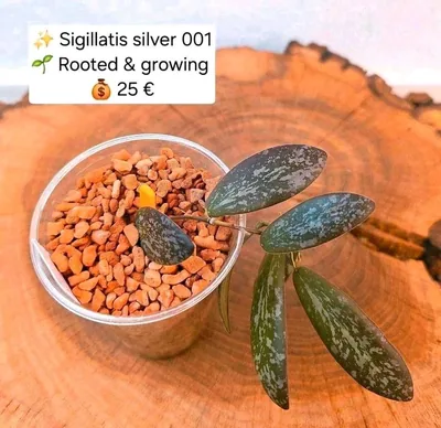 Hoya sigillatis Silver 001, Steckling