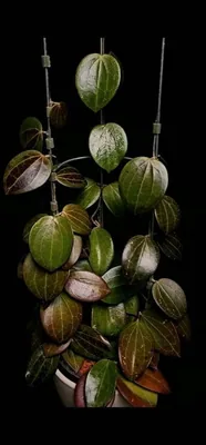 Hoya genieve (MB0001 x Nicholsoniae), Steckling