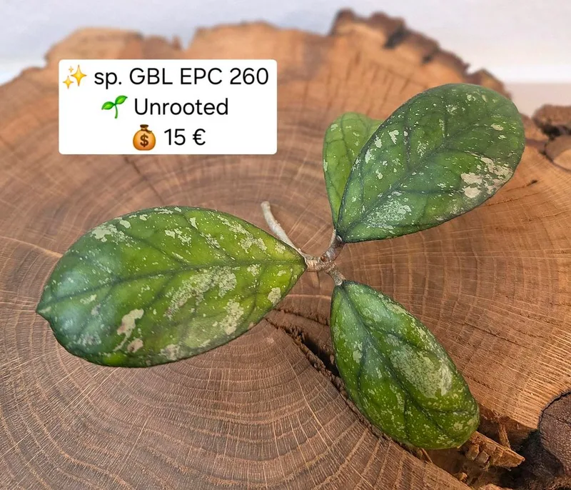 Hoya sp. GBL EPC 260, Steckling