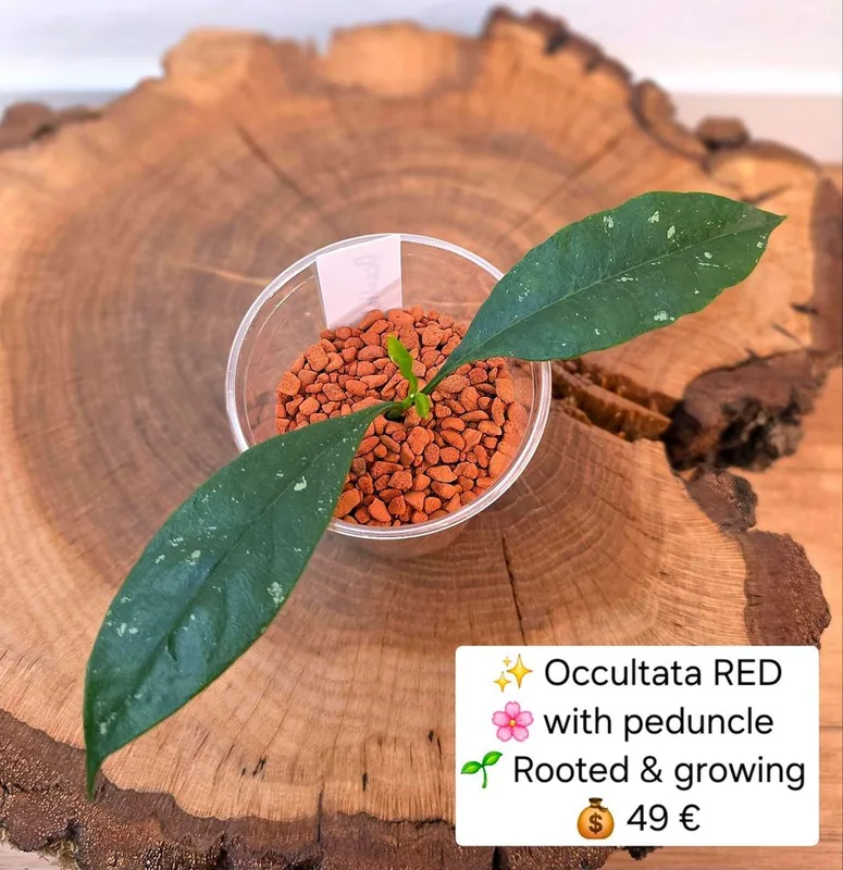 Hoya occultata RED, Bewurzelte Pflanze
