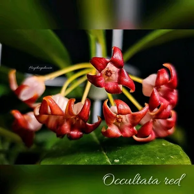 Hoya occultata RED, Bewurzelte Pflanze