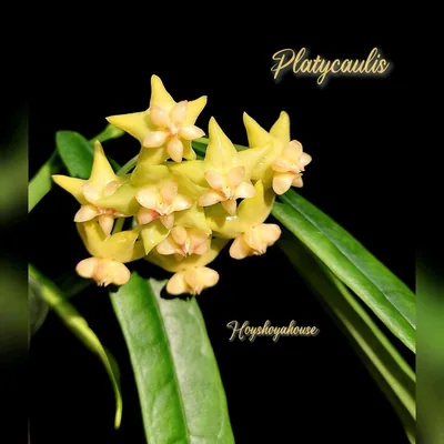 Hoya platycaulis, Bewurzelte Pflanze