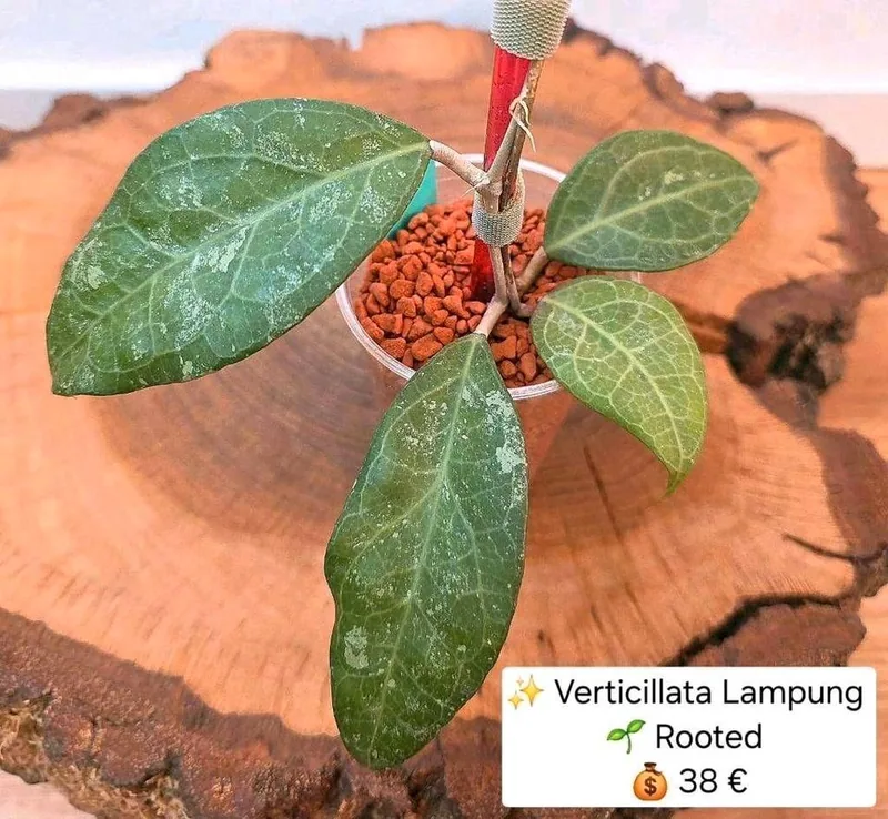 Hoya verticillata Lampung (Splash), Bewurzelte Pflanze