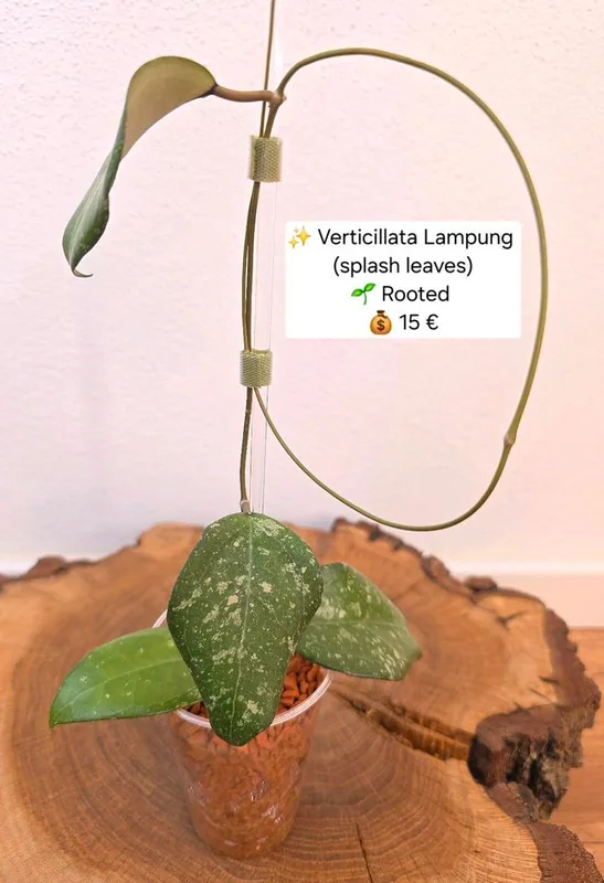 Hoya verticillata Lampung (Splash), Bewurzelte Pflanze