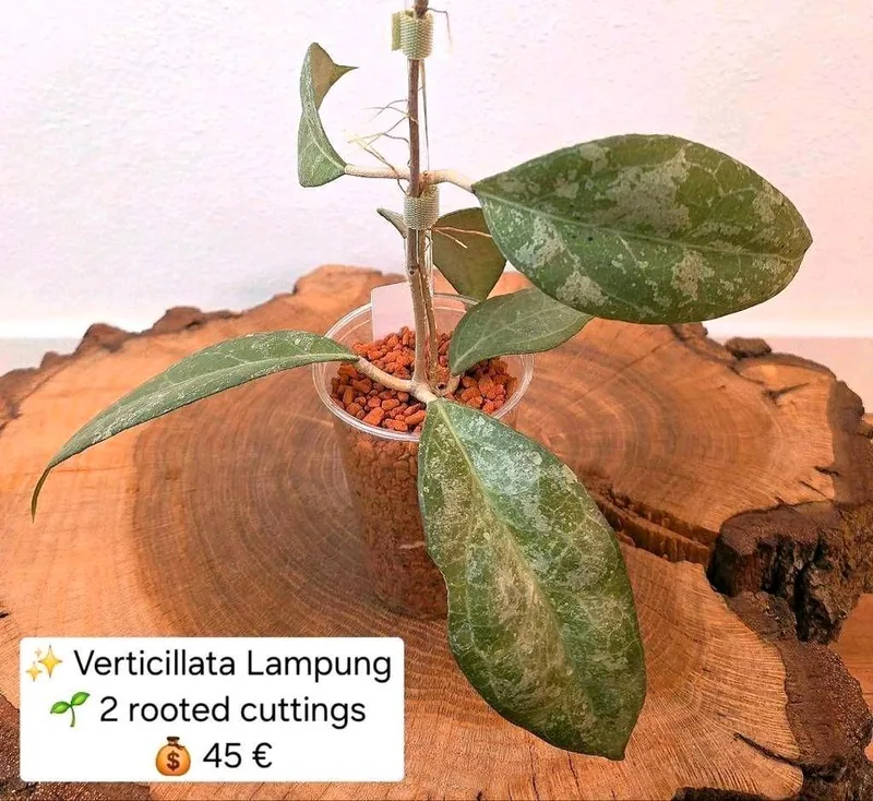 Hoya verticillata Lampung (Splash), Bewurzelte Pflanze