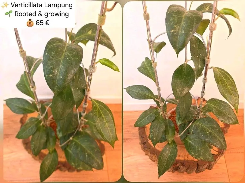 Hoya verticillata Lampung (Splash), Bewurzelte Pflanze