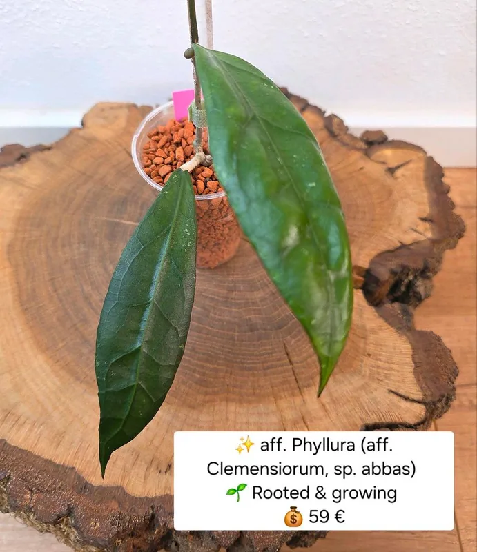 Hoya aff. Phyllura (aff. Clemensiorum , sp. Abbas), Bewurzelte Pflanze