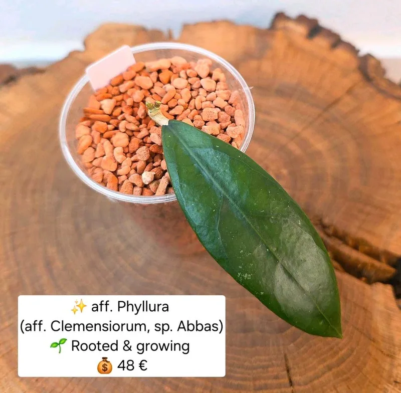Hoya aff. Phyllura (aff. Clemensiorum , sp. Abbas), Bewurzelte Pflanze