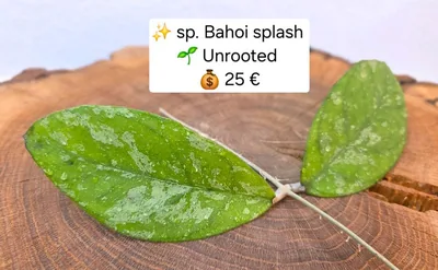 Hoya sp. Bahoi Splash, Steckling
