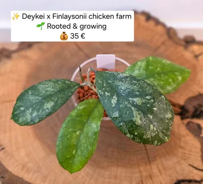 Hoya deykeae / Deykei x Chicken Farm, Bewurzelte Pflanze