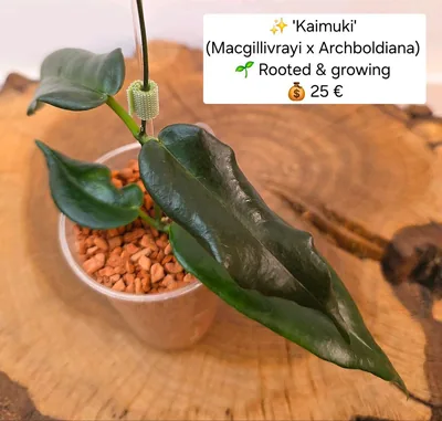 Hoya 'Kaimuki' (Macgillivrayi x Archboldiana), Steckling