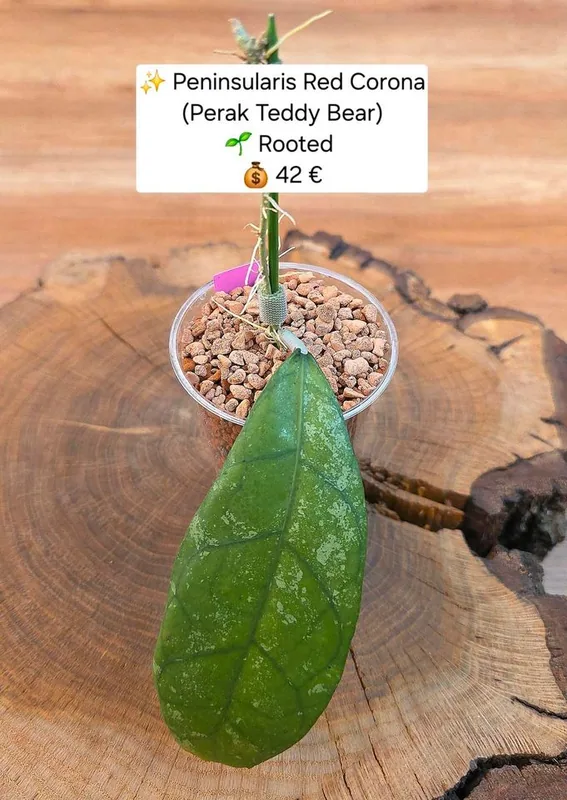 Hoya peninsularis (Perak Teddy Bear), Bewurzelte Pflanze