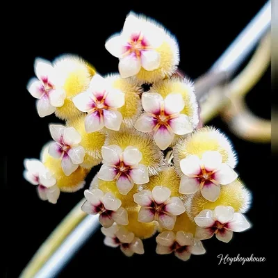 Hoya peninsularis (Perak Teddy Bear), Bewurzelte Pflanze