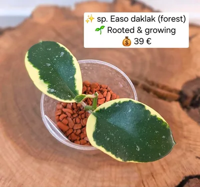 Hoya sp. Easo Daklak (Forest), Bewurzelte Pflanze