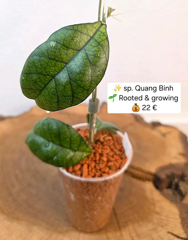 Hoya sp. Quang Binh, Bewurzelte Pflanze