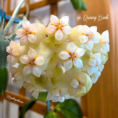 Hoya sp. Quang Binh, Bewurzelte Pflanze