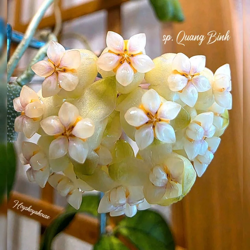 Hoya sp. Quang Binh, Bewurzelte Pflanze