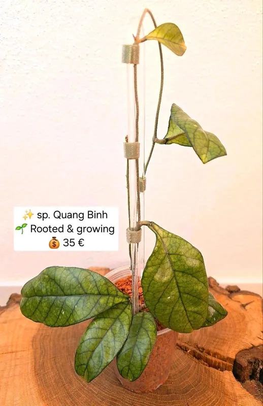 Hoya sp. Quang Binh, Bewurzelte Pflanze