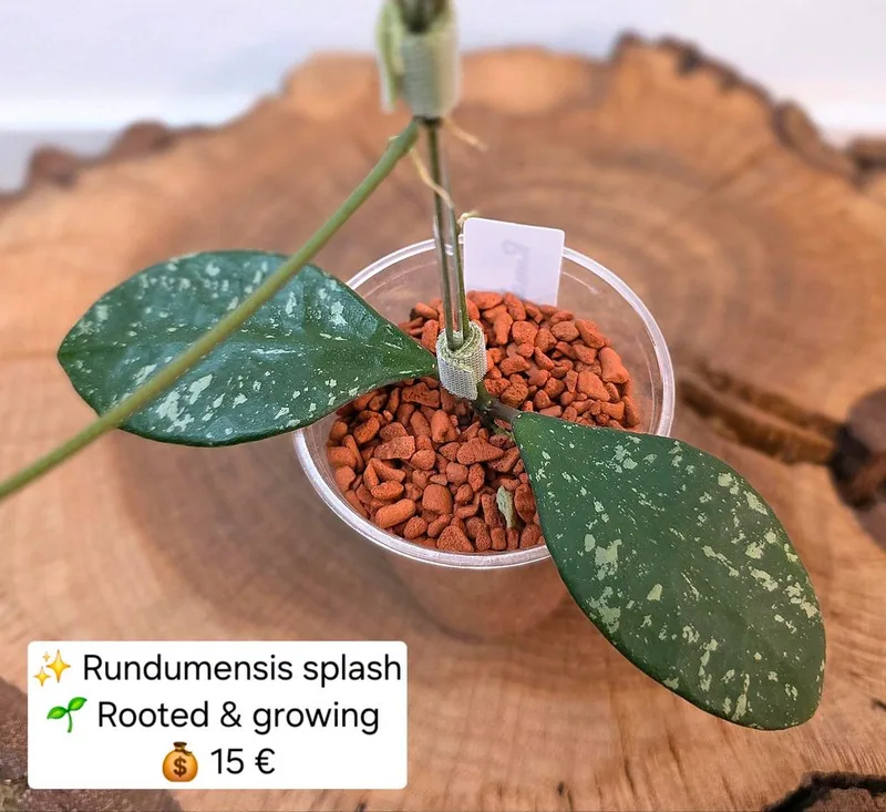 Hoya rundumensis Splash, Steckling