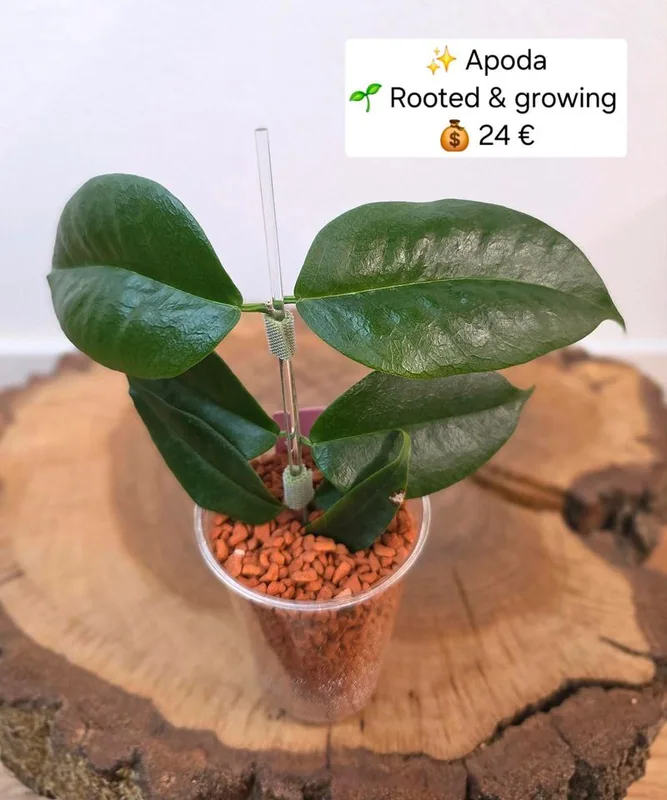 Hoya apoda, Bewurzelte Pflanze