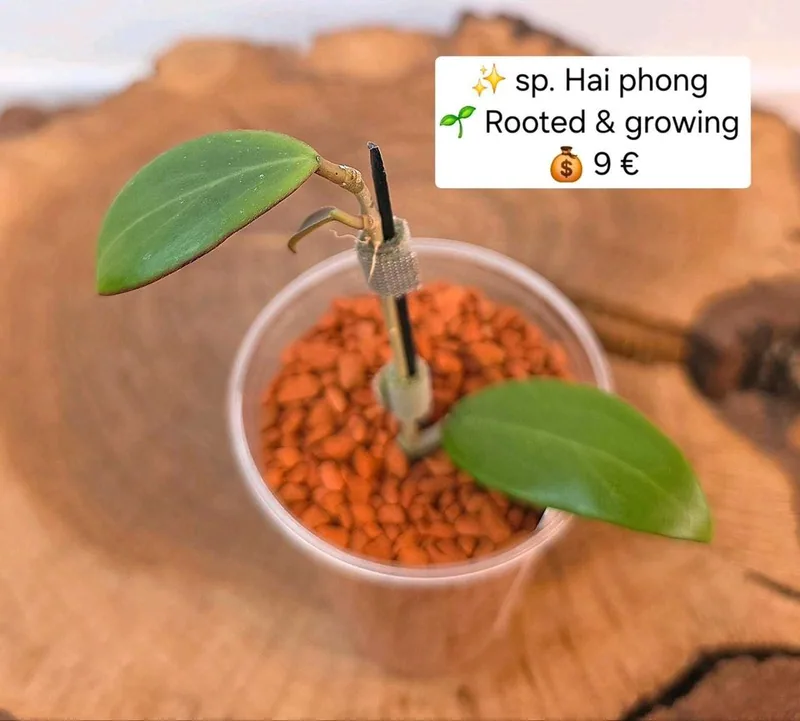 Hoya sp. HAI Phong, Bewurzelte Pflanze