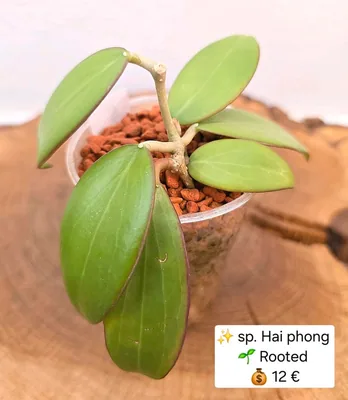 Hoya sp. HAI Phong, Bewurzelte Pflanze