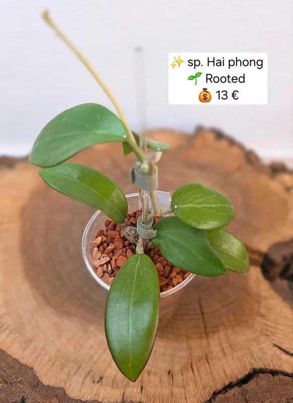 Hoya sp. HAI Phong, Bewurzelte Pflanze