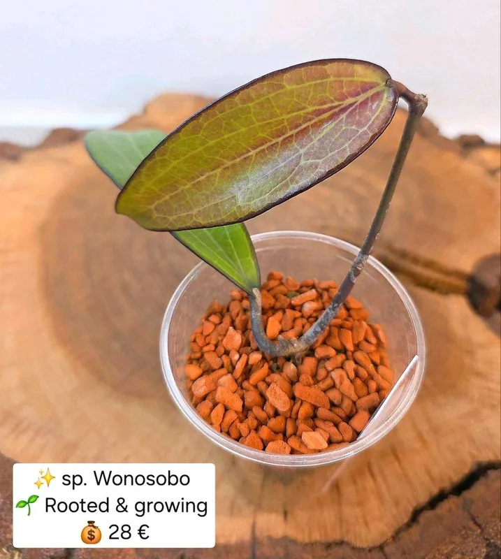 Hoya sp. Wonosobo, Bewurzelte Pflanze