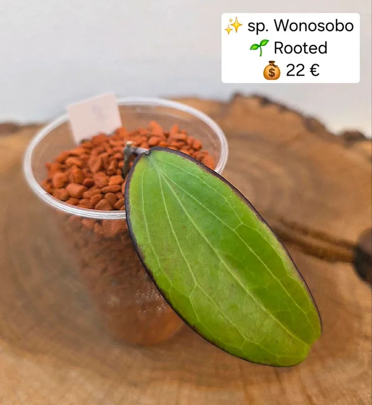 Hoya sp. Wonosobo, Bewurzelte Pflanze