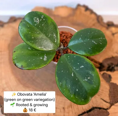 Hoya obovata Amelia (Green On Green Variegation), Steckling