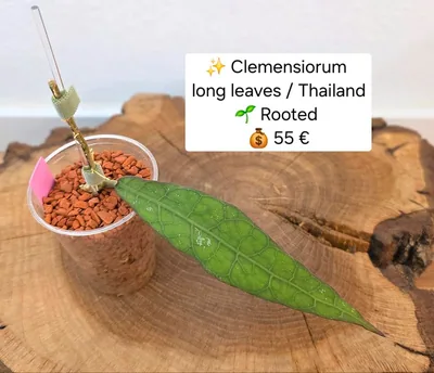 Hoya clemensiorum Long Leaves Oder Thailand?, Bewurzelte Pflanze