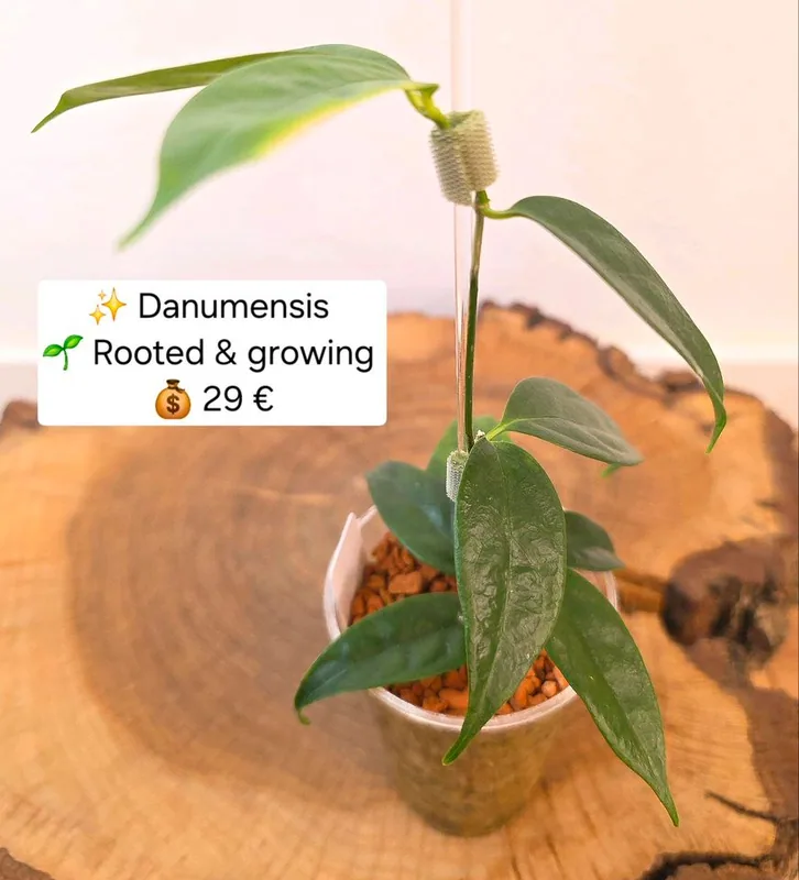 Hoya danumensis, Bewurzelte Pflanze