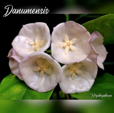 Hoya danumensis, Bewurzelte Pflanze