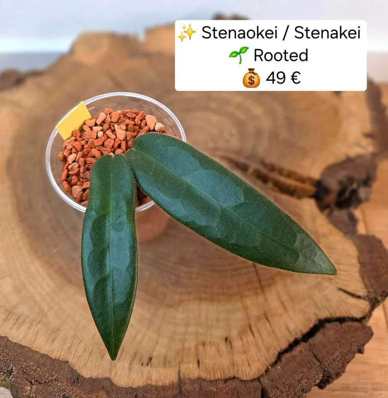 Hoya stenakei / Stenaokei, Steckling