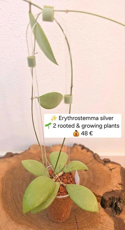 Hoya erythrostemma Silver, Bewurzelte Pflanze