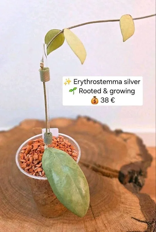 Hoya erythrostemma Silver, Bewurzelte Pflanze