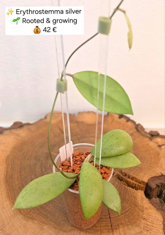 Hoya erythrostemma Silver, Bewurzelte Pflanze