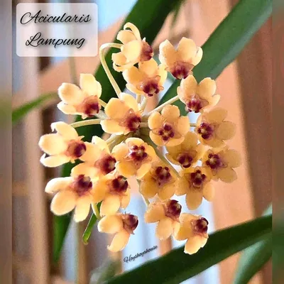 Hoya acicularis Lampung, Steckling