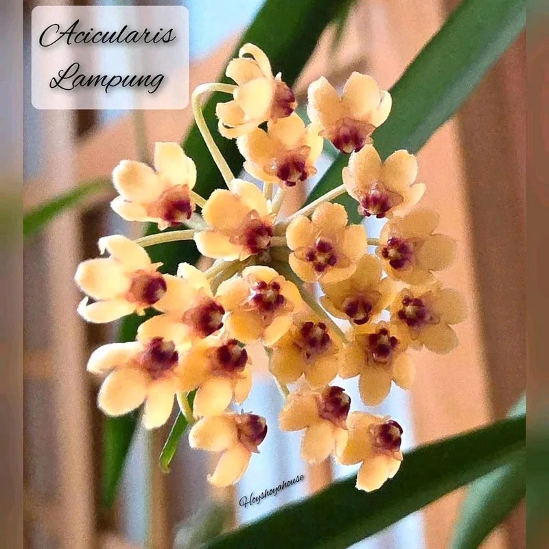 Hoya acicularis Lampung, Steckling
