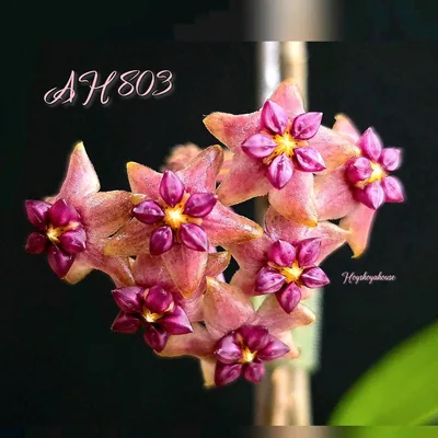 Hoya AH 803, Bewurzelte Pflanze
