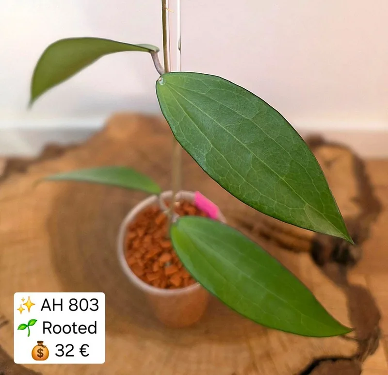 Hoya AH 803, Bewurzelte Pflanze