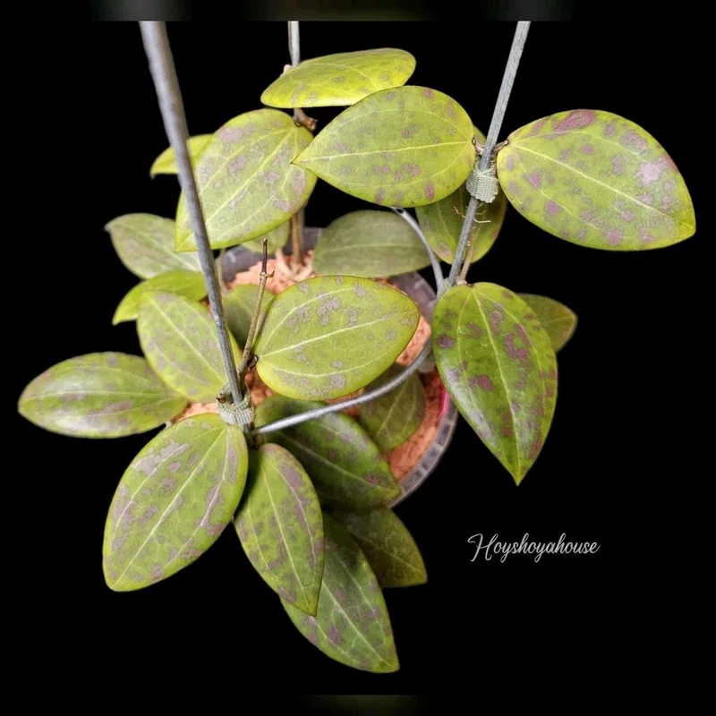 Hoya verticillata (Wibergiae Pink Splash) Wunderschön, Bewurzelte Pflanze